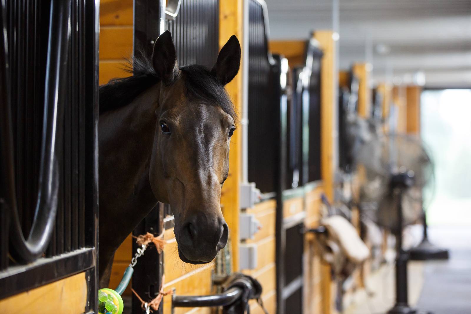 horse-looking-out-of-stall